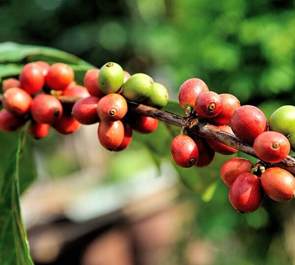 Cooffe Beans in Malawi