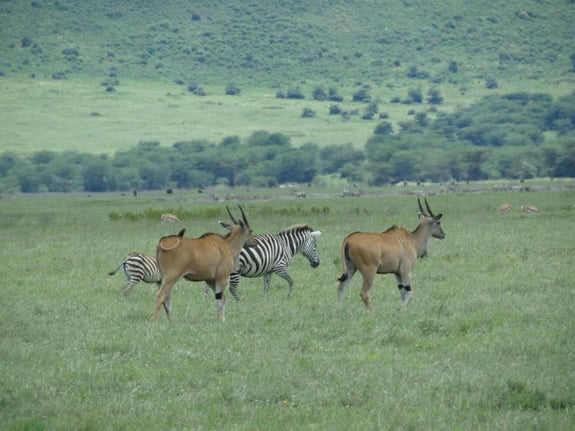 Elangata Olerai Tented Luxury Camp-Masai Mara2