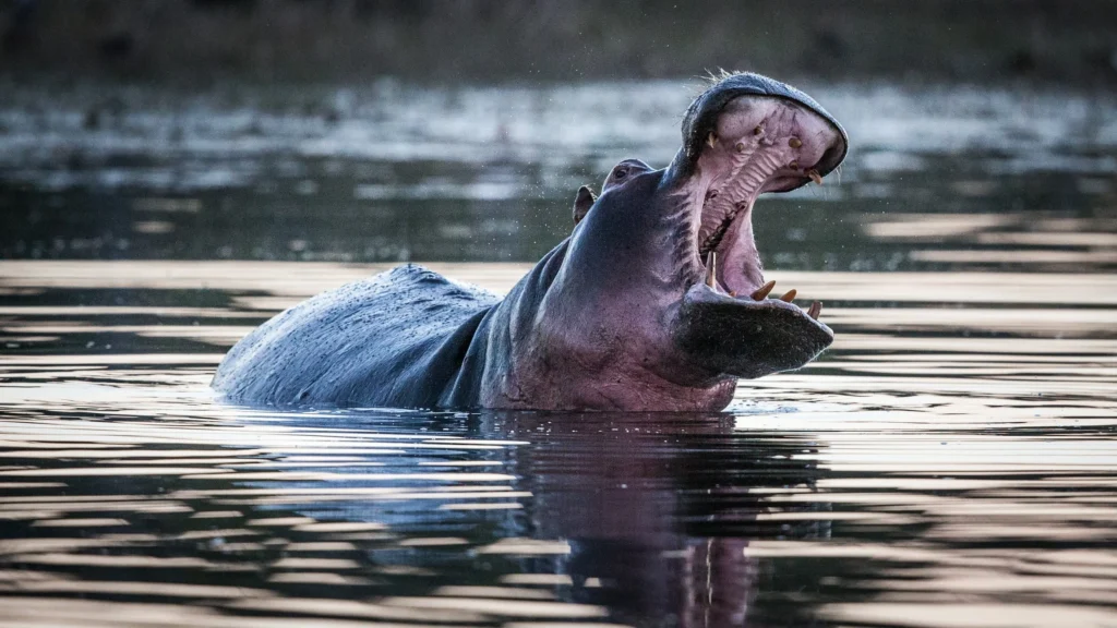 11 Days Botswana Nights Budget Fly-In Safari