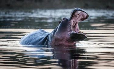 11 Days Botswana Nights Budget Fly-In Safari