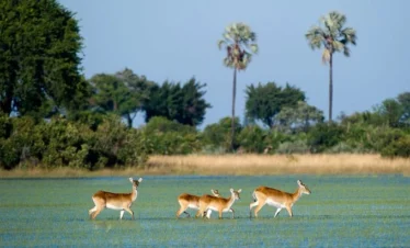 11 Days Botswana Nights Budget Fly-In Safari