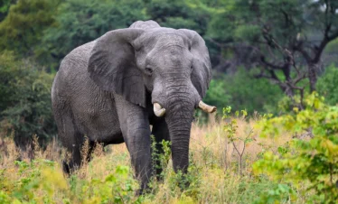 11 Days Botswana - Zimbabwe Mid-Range Safari