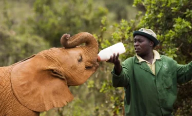 Daphne Sheldrick Elephant Orphanage Day Trip
