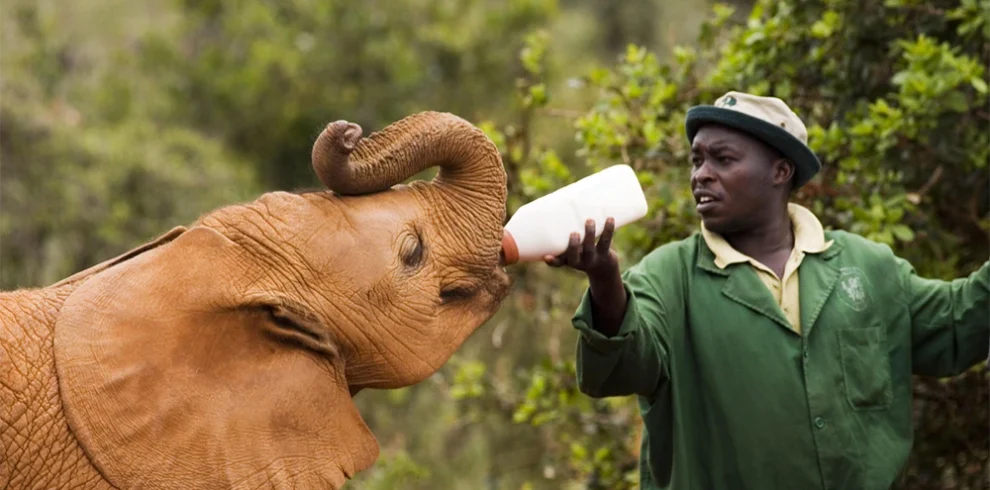 Daphne Sheldrick Elephant Orphanage Day Trip