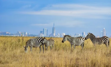 Berngo safari tours KenyaNairobi National Park Day Trip