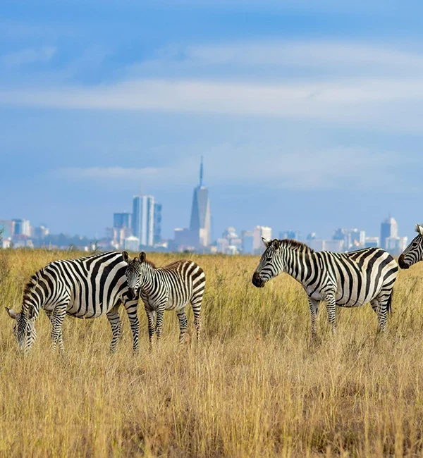 Berngo safari tours KenyaNairobi National Park Day Trip