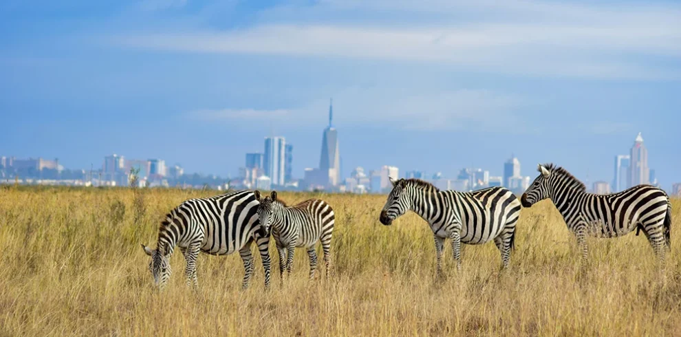 Berngo safari tours KenyaNairobi National Park Day Trip