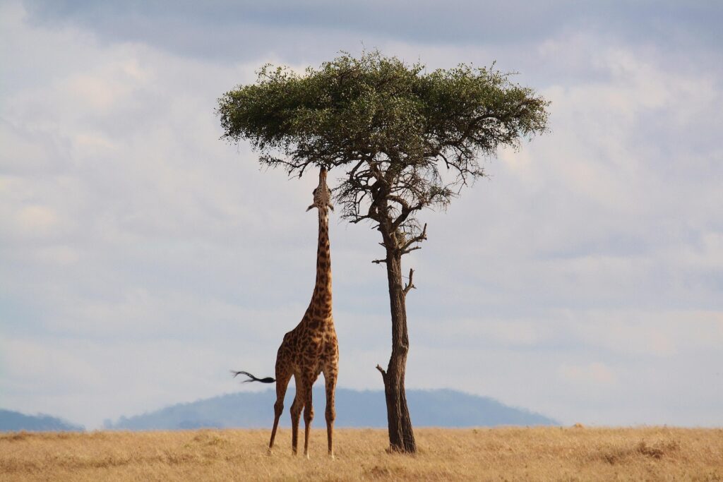 Tall treetall giraffe