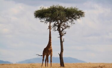 Tall treetall giraffe